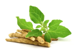 Imagem do ingrediente Ashwagandha