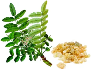 Boswellia Serrata