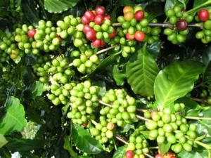 Griffonia Simplicifolia 5-HTP