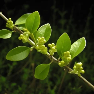 Gymnema Sylvestre