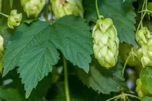 Humulus Lupulus