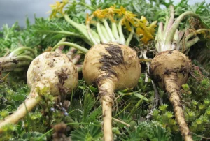 Imagem do ingrediente Maca Root