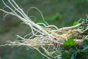 Imagem do ingrediente Nettle Root