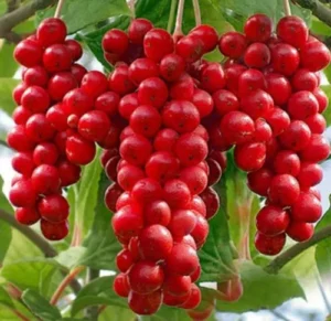 Schisandra Powder