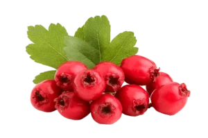Hawthorn Berry